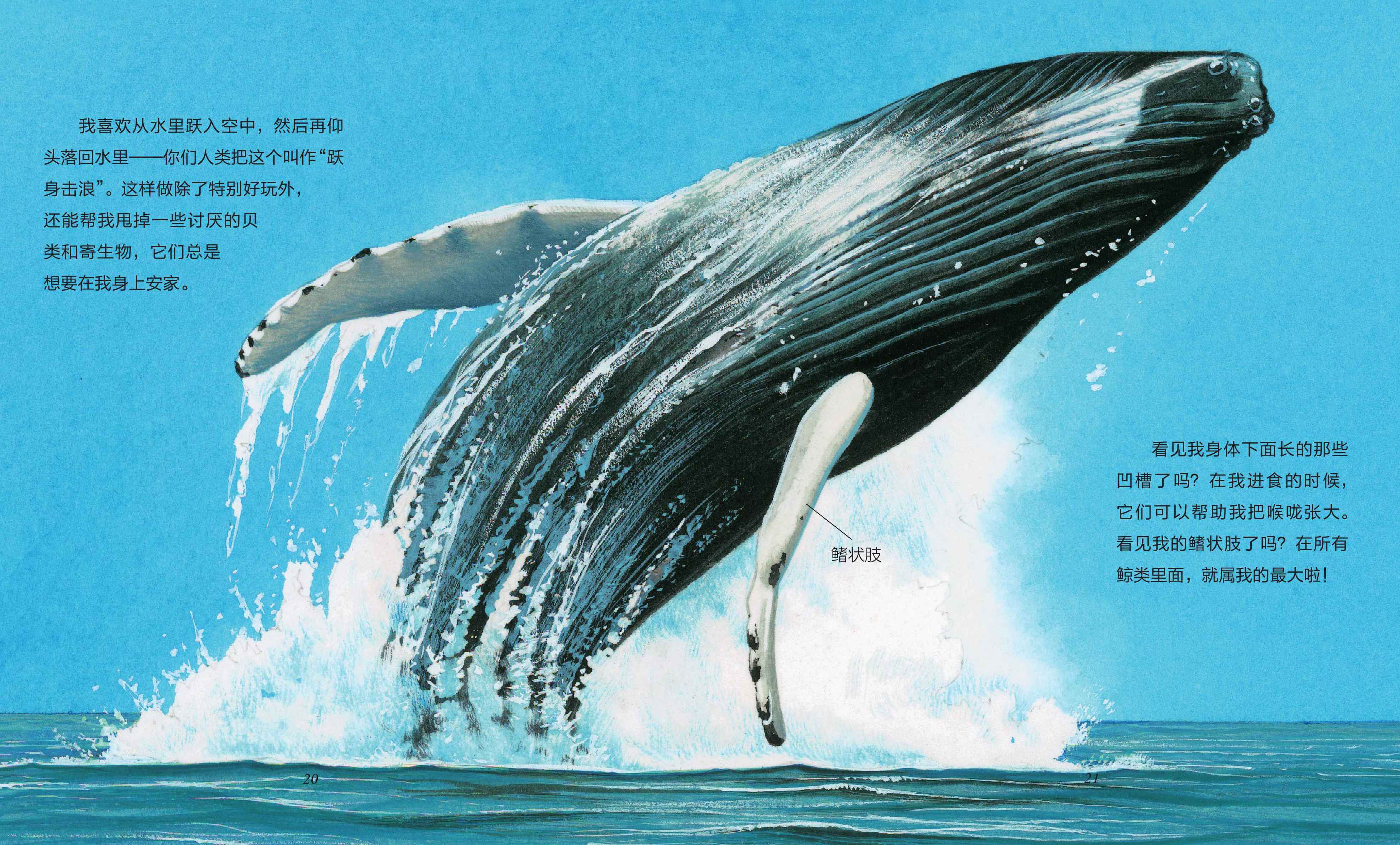 儿童绘本故事推荐《鲸和海豚》