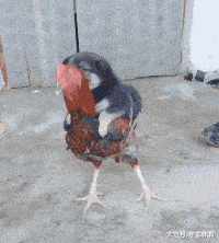 搞笑gif-哥们,你这个主意不错啊!女朋友没问题了!