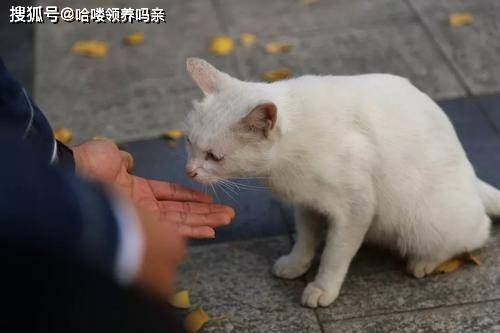 如何才能不让猫挠被子 ccc618716e52440b9c92cd65817dc5fb.jpeg