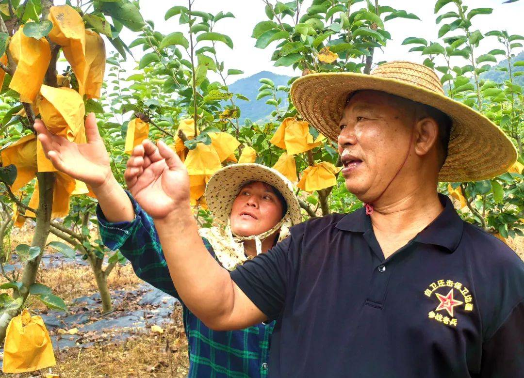 浸潭一大片青花梨熟了,就在这个老兵创业基地!_江炳林