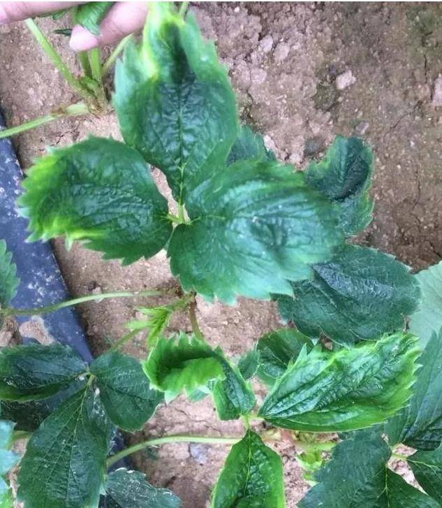 如何预防草莓病毒病