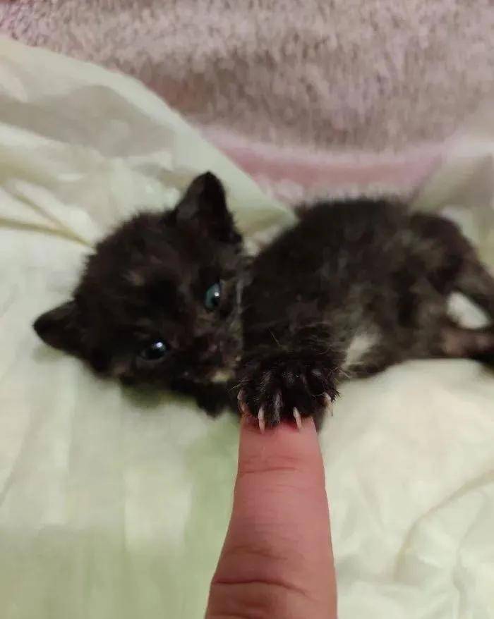 小猫咪锋利又可怕的爪爪，尖爪神兽来袭