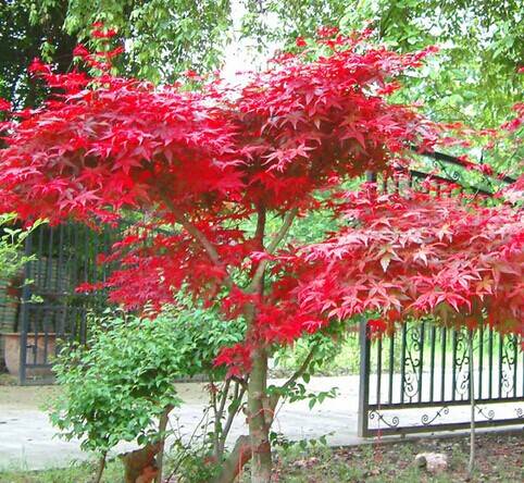 有个小院子,养一棵红舞姬,一年四季都是风景,邻居看了都夸漂亮