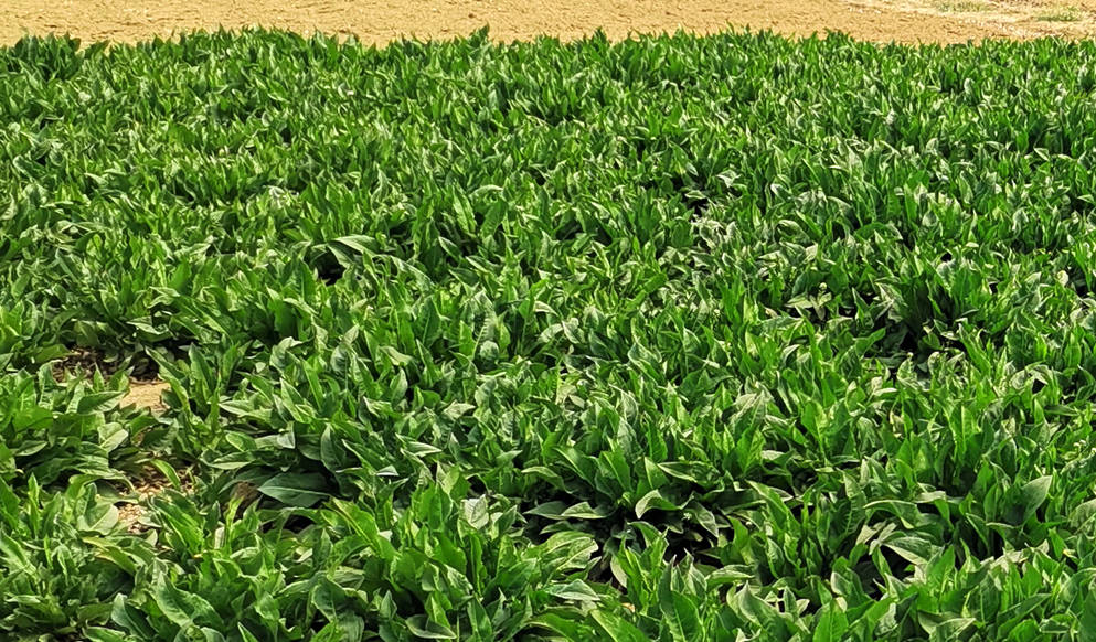 黄棒菜——高蛋白,长寿菜,致富菜,畜牧菜