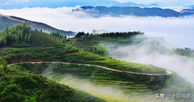 观点评论|什么是茶什么是茗，诗词中为何有时用茗、有时用茶？