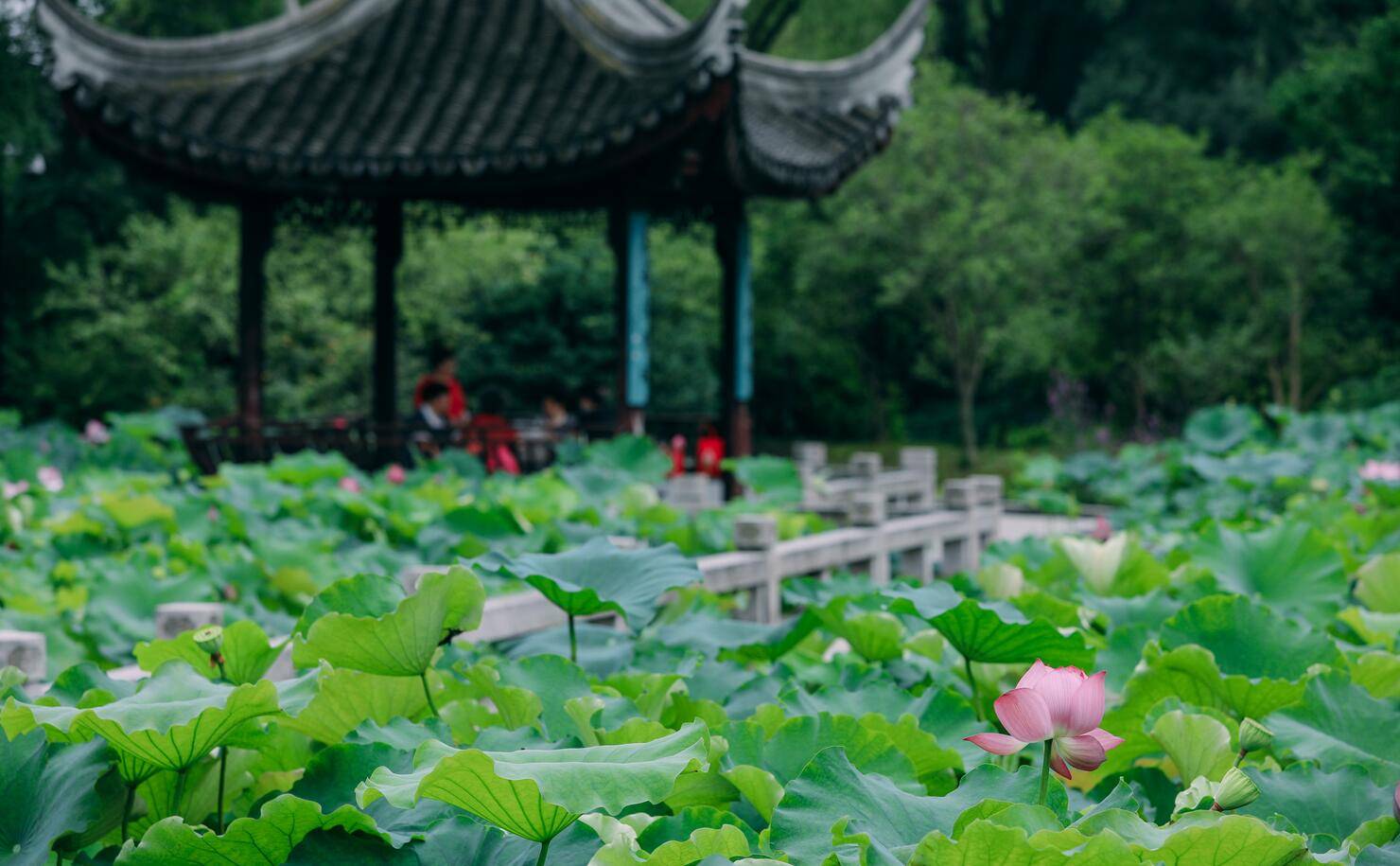 我要去苏州过夏天了,必玩的6大游玩体验,体会苏式生活的清凉秘方