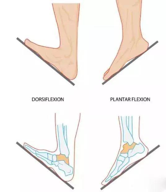 足背屈(左),跖屈(右) 而这一能力的强弱,则受到跟腱长度的影响.