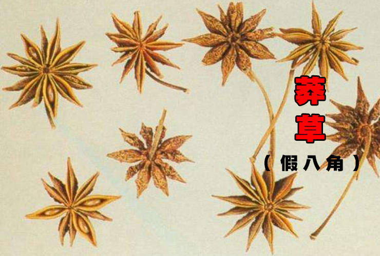 喜老爹教你在卤味熟食采购香料时候怎么区分八角和莽草