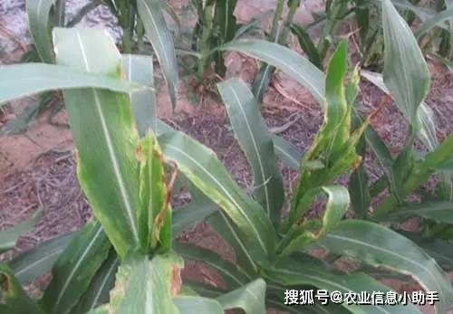 玉米顶腐病要赶快防治!
