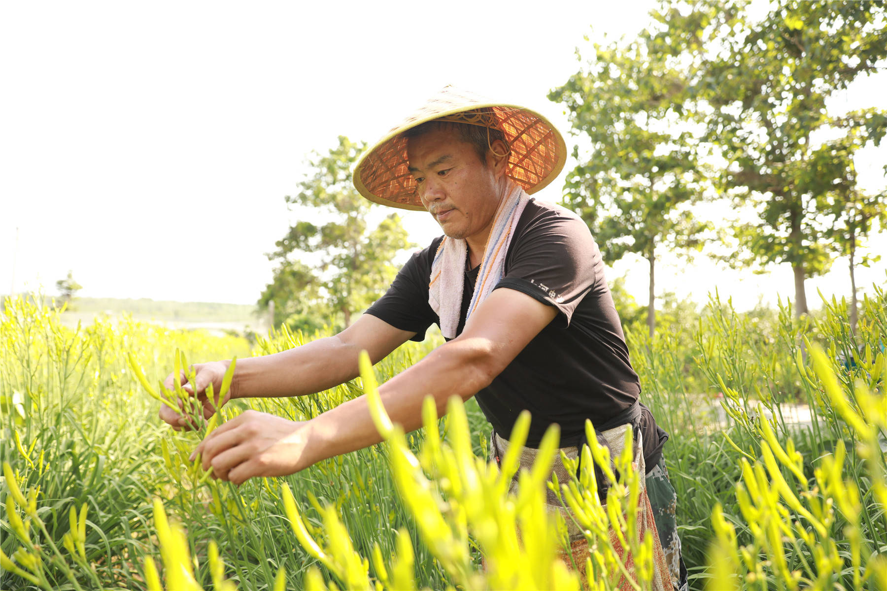 河南灵宝:小小黄花菜 群众致富快