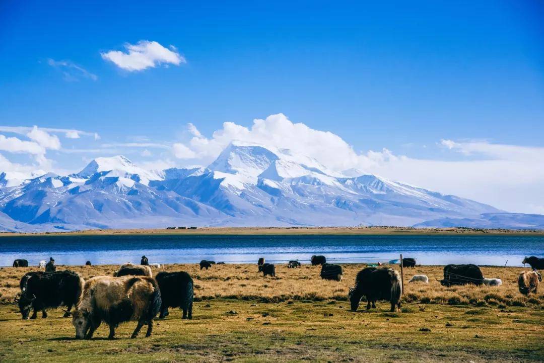 没有西藏这片净土,这些生灵该何去何从呢?看似平凡,实则伟大.