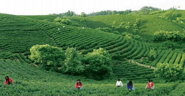 走进茶王之乡浉河港shihegangcom体验信阳毛尖茶文化