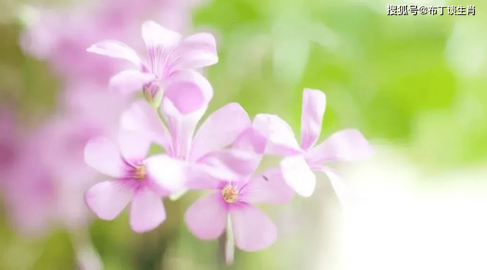 什么叫做桃花运呢 d1d42e47eaf9409d9bb26bce769943fb.png