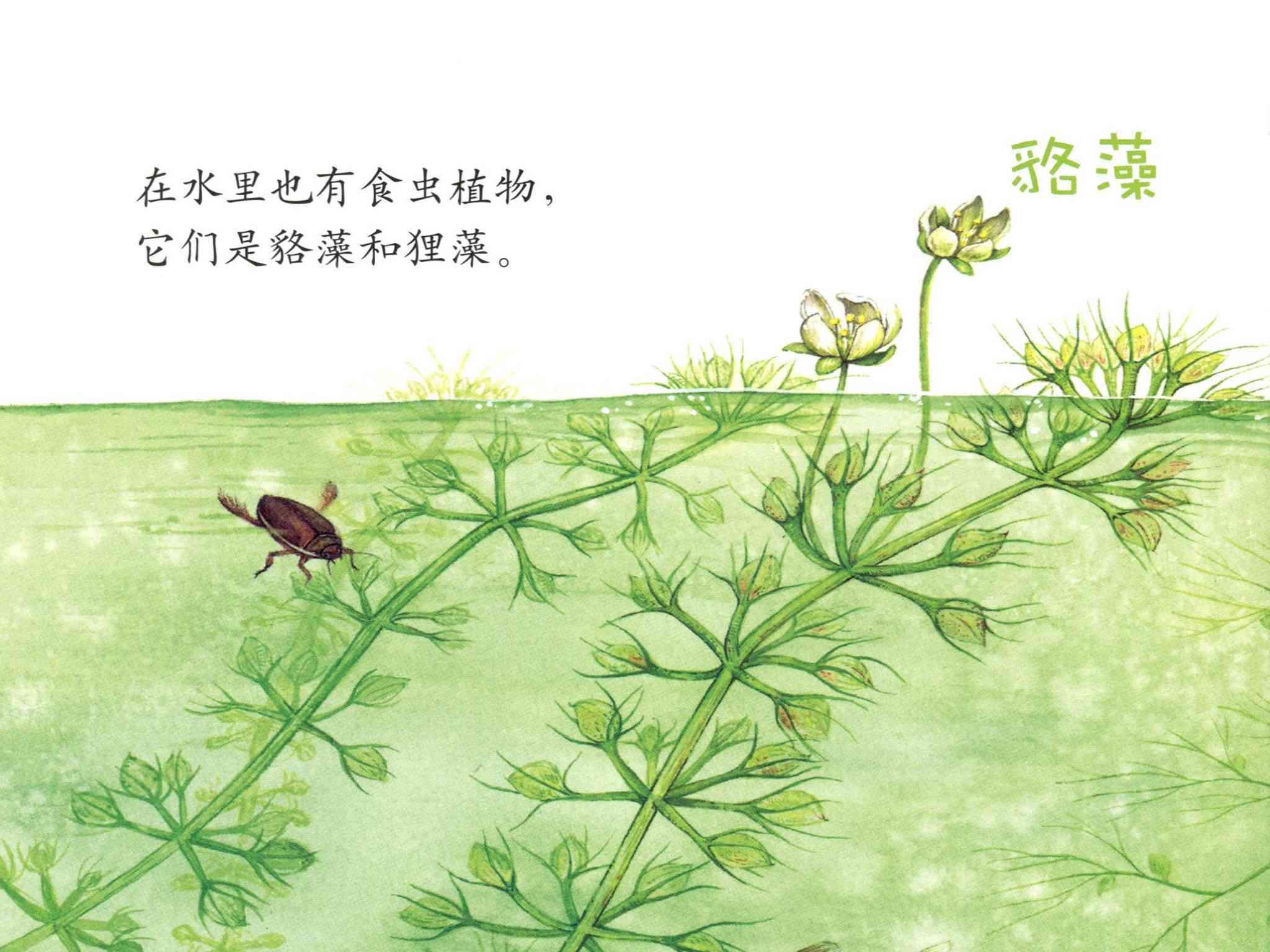 儿童绘本故事推荐《食虫植物》