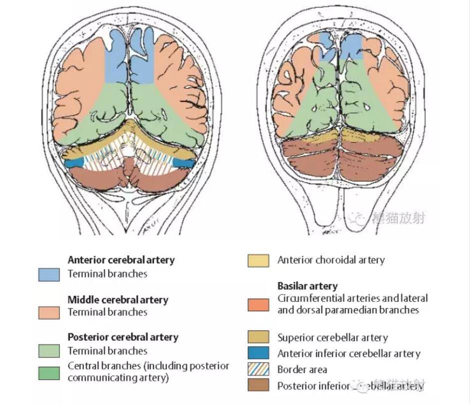 精彩的大脑血供区域图及血管解剖图(双语)