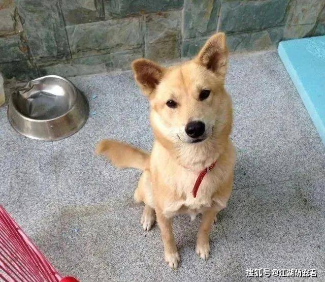 同样是土狗,为什么柴犬比中华田园犬更受欢迎?它们的区别在哪里