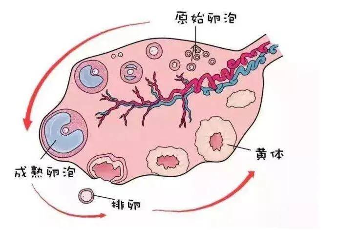 卵巢自体调节卵泡发育过程