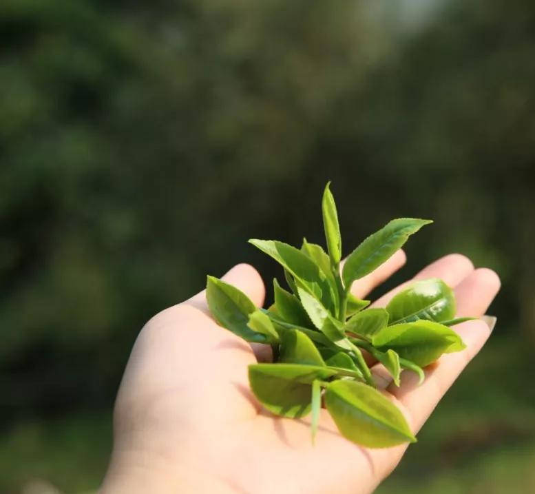 茶叶|【干货分享】江内古六大茶山之倚邦古茶山