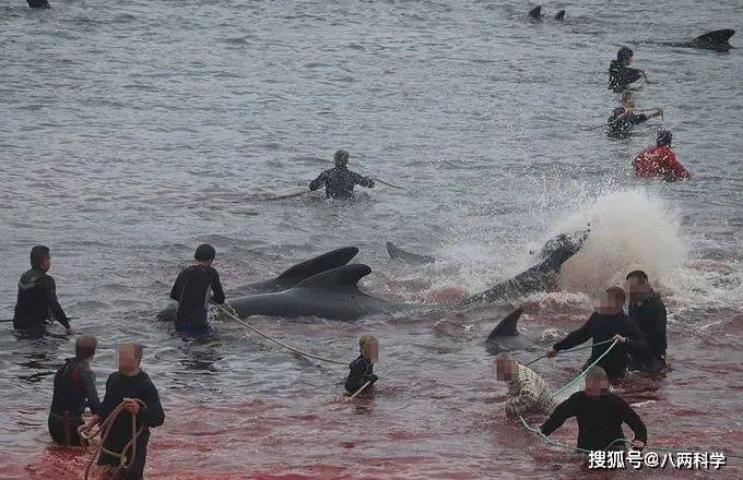 "海洋守护者(sea shepherd)"记录下了这次捕鲸活动的血腥场面,将该