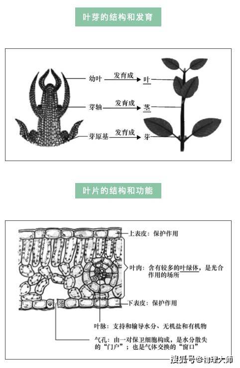 初中生物:考前必看的初中生物结构图,初中生提分好资料!