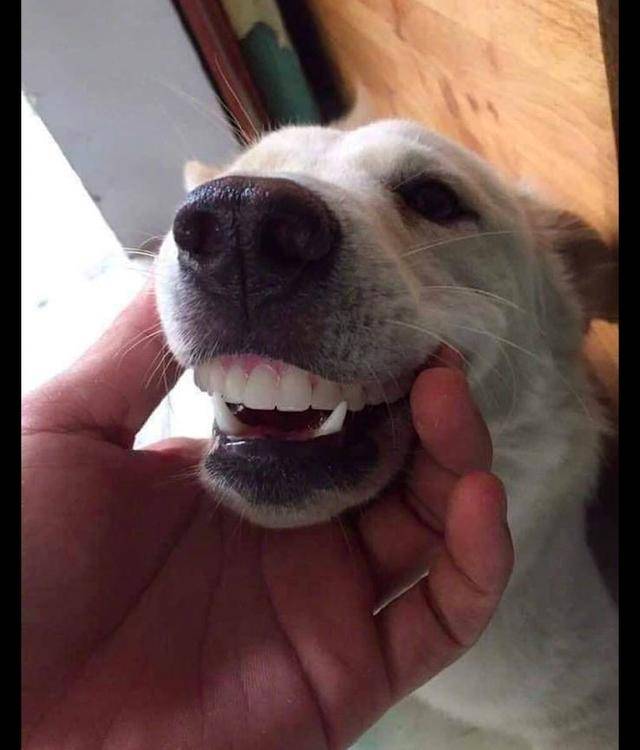 狗狗把奶奶的假牙戴上了看上去毫无违和感狗比我狗牙好用