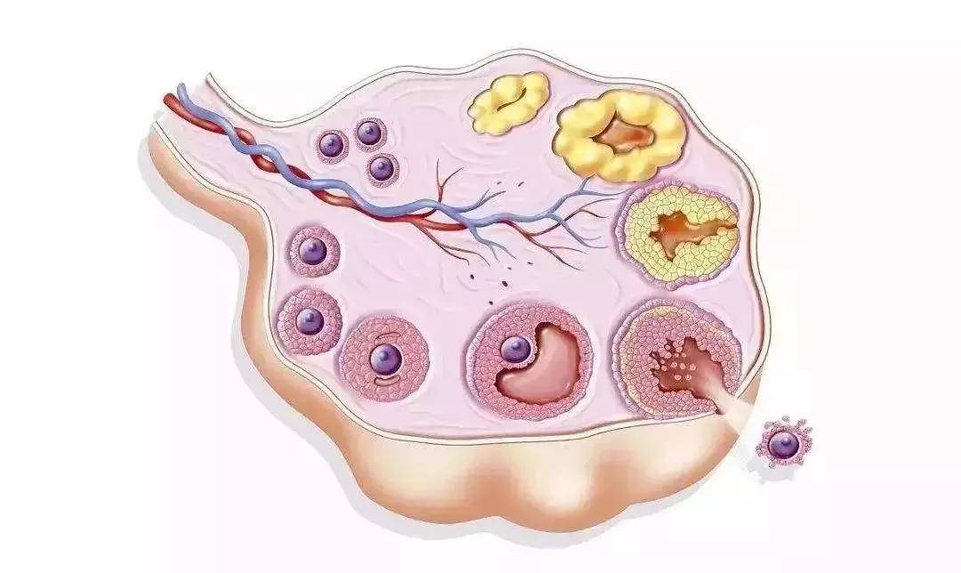 养出健康的卵子对于试管的成功率至关重要!
