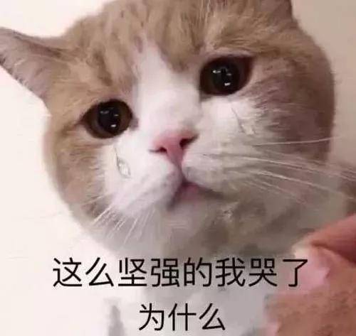 我以为我的猫丢了，原来…是我瞎了