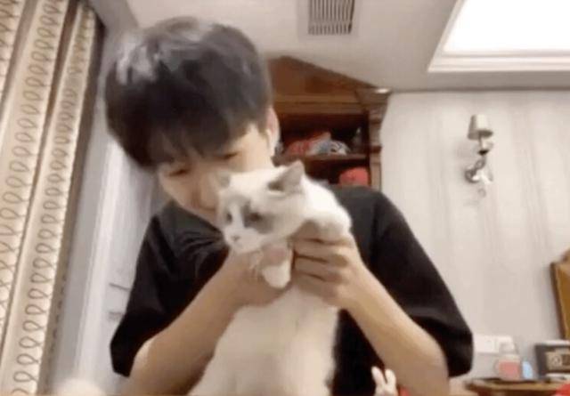 张艺兴何洛洛的布偶鹿晗杨超越的橘猫谁家猫是你的pick