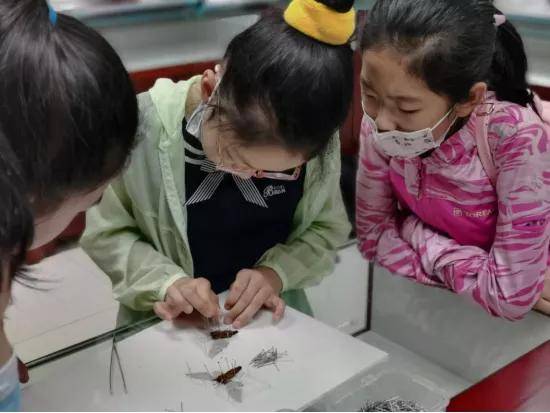 "科技小记者"暑期走进昆虫展示馆,探秘昆虫世界_标本