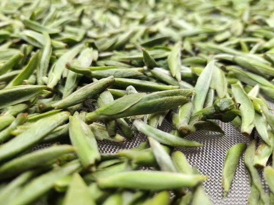 白毫银针产地 来自搜狐网