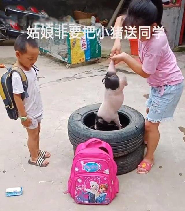 同学来家中做客，女儿大方送对方小猪崽，妈妈：小1000元打水漂了
