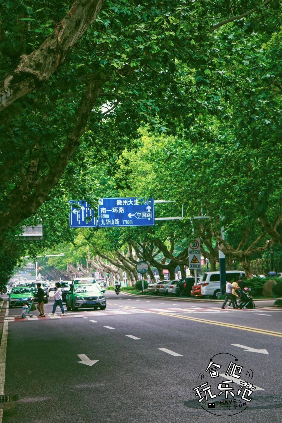 在夏末的合肥,听芜湖路蝉鸣