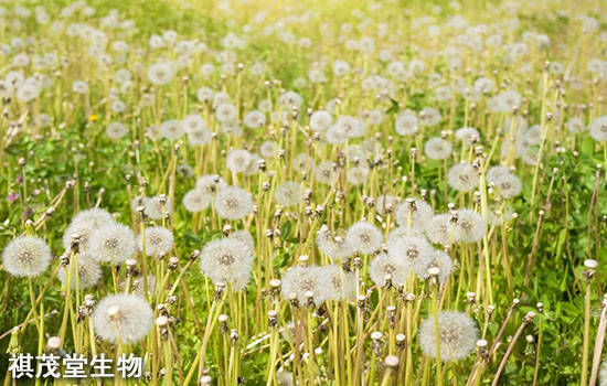 蒲公英的功效与作用及禁忌症 2ba082490f8f456e9fb58cf59ece46a3.jpeg