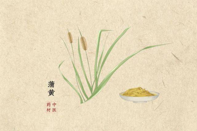 蒲黄为香蒲科植物水烛香蒲 typha angustifolia l.
