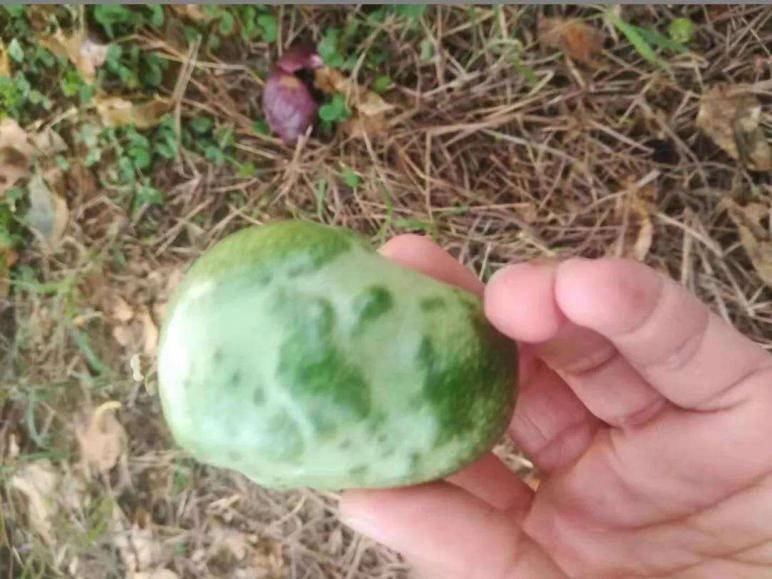 百香果长出畸形果,用这几种办法能预防