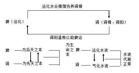 中医的脏腑运行机制不一样,无法用现代手段解释,但很科学!