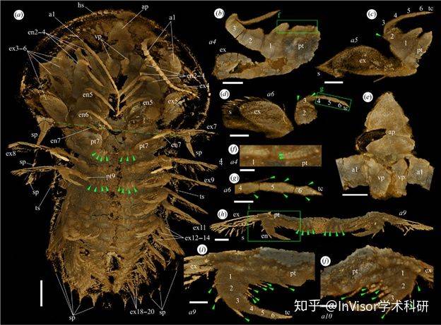 【科研新闻】刺状纳罗虫—萌萌生物开辟新奇世界观!