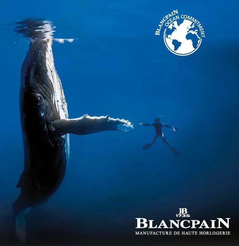 潜水|如何一眼识别“隐形贵公子”？