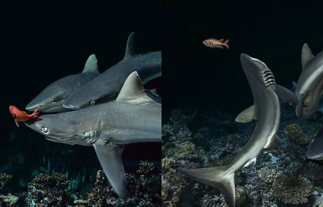 潜水|如何一眼识别“隐形贵公子”？