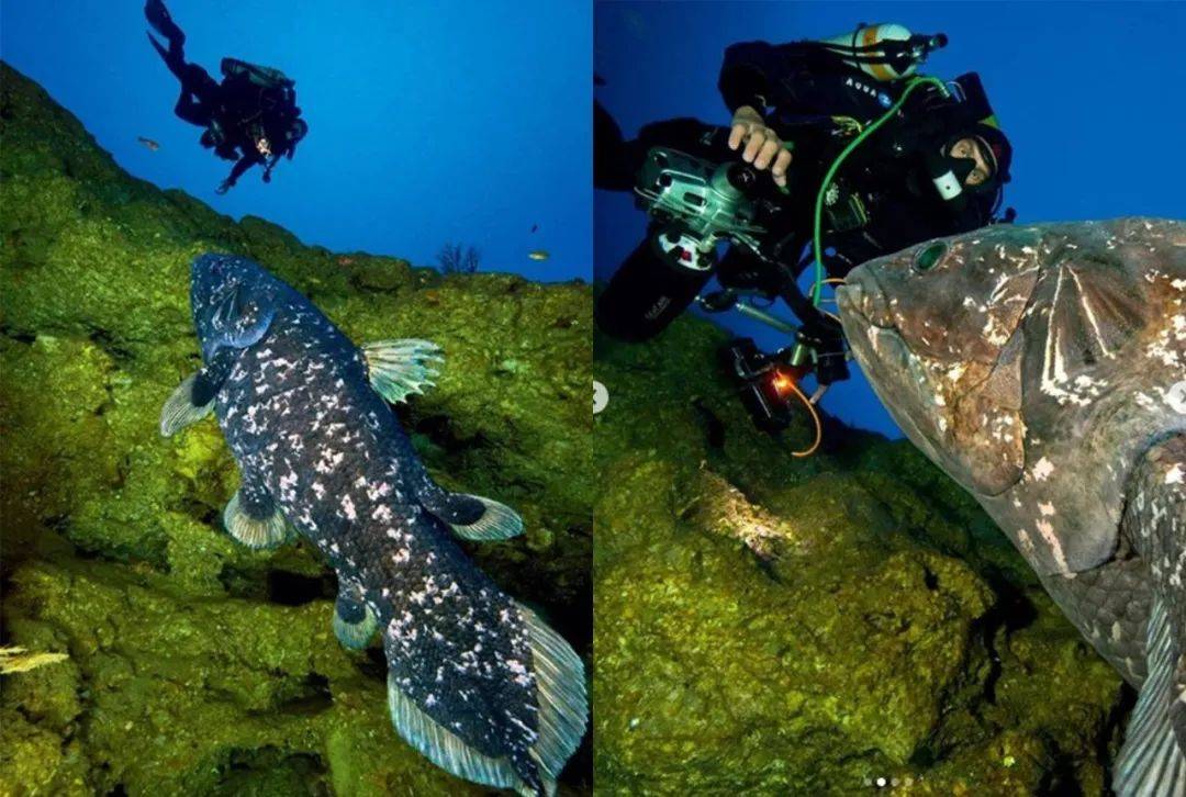 潜水|如何一眼识别“隐形贵公子”？