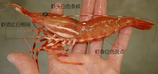 如何鉴别对虾,罗氏虾,北极甜虾…一文解决"虾"认识