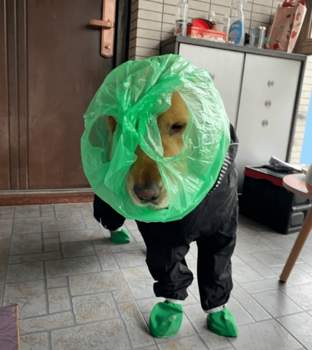 如何给狗狗做个雨衣 f35a7db73d914ab7ac0138f2a3757686.png