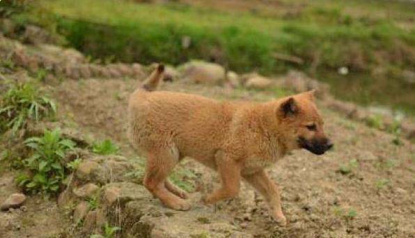 有哪些好养的动物 4cecdfdf9cc04120a5cb75ab1b445c7a.jpeg