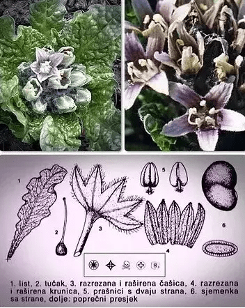 如何识别植物花 c2f2eb4c74da4d7eb4a9e21d1dabc55e.png