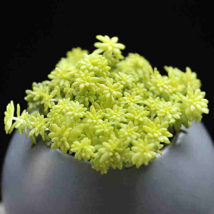 补充|疏松透气不烂根！盆底垫点“好东西”