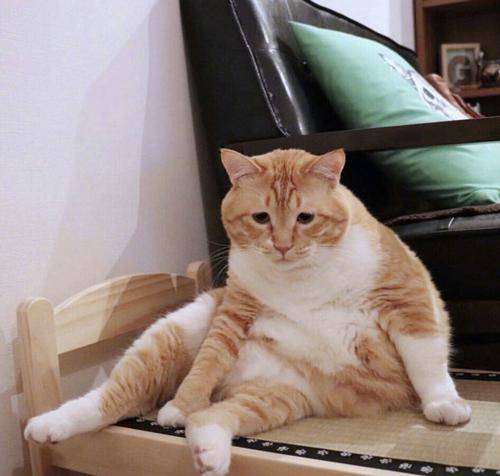猫自己会吃撑吗 441fa33d8ca34ed4b30b280cb971a53a.jpeg