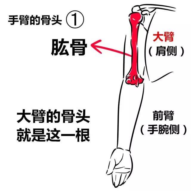 看完这套教程让你瞬间理解手臂关节!