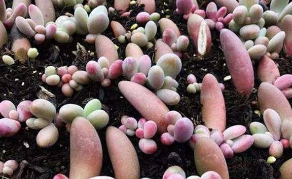 多肉叶插几月 d251a5391c0d4e4a86bbc251a05f5a5e.jpeg