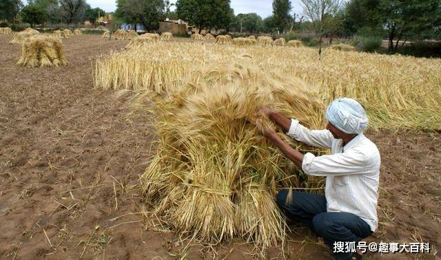 印度人均粮食_近几年印度人均收入图