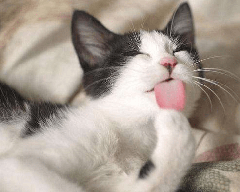 化毛膏可以天天吃吗_猫咪